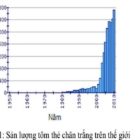 Tổng quan nuôi tôm thẻ chân trắng trên thế giới và Việt Nam
