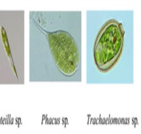 Một số loài tảo phổ biến và biện pháp khắc phục tảo độc trong các ao nuôi tôm thâm canh